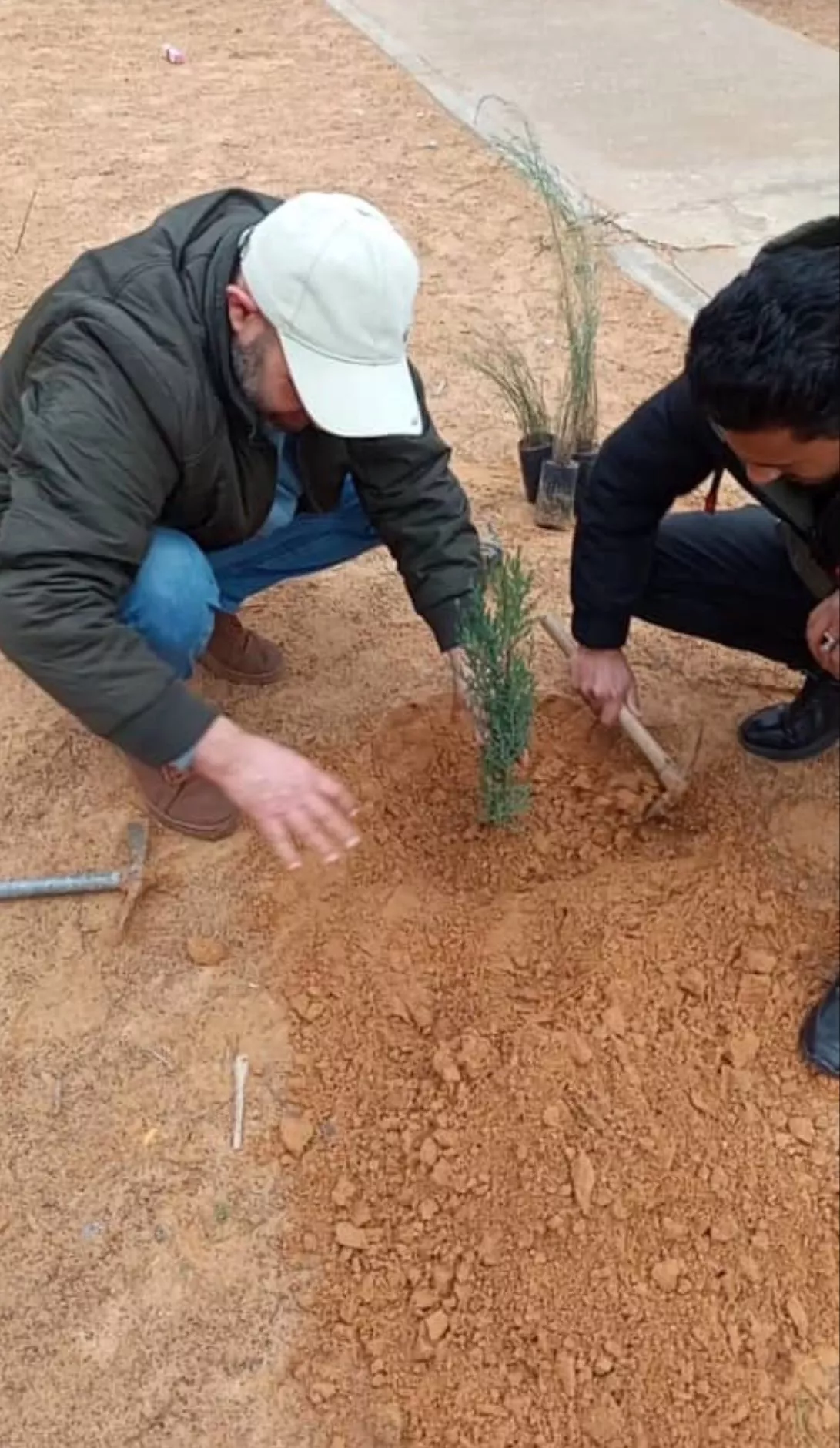 استمرار حملة التشجير